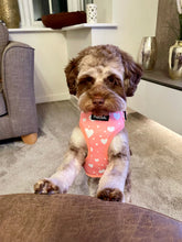 Load image into Gallery viewer, Peachy Hearts Adjustable Dog Harness – PupClub Couture