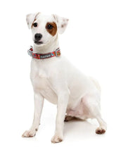 Load image into Gallery viewer, FuzzYard – The Homies Adjustable Dog Collar 🐾