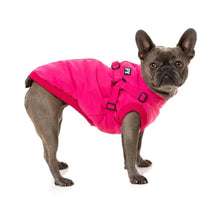 Load image into Gallery viewer, French Bulldog standing and wearing the FuzzYard Flash Dog Jacket in magenta, showing adjustable harness straps and zipped back.