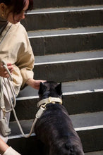 Load image into Gallery viewer, Side angle of a dog wearing the Fuzzyard Life Atelier Sandstone Collar with brushed gold hardware.