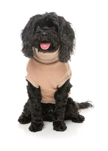 Load image into Gallery viewer, Small black dog wearing the beige FuzzYard Stevie Dog Sweater, highlighting the snug turtle neck and soft cotton fit.