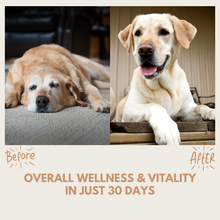 Load image into Gallery viewer, Multivitamin Treats