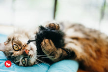 Load image into Gallery viewer, P.L.A.Y Feline Frenzy Frisky Furball Cat Toy