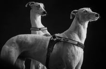 Load image into Gallery viewer, Tre Ponti Forza Anti-Pull Harness Black