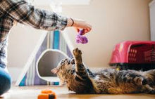 Load image into Gallery viewer, P.L.A.Y Feline Frenzy Worms Plush Cat Toy Set of 2