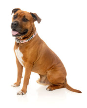 Load image into Gallery viewer, Fuzzyard LL Cool Jaws Dog Collar