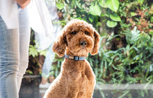 Load image into Gallery viewer, Fuzzyard Life Luxury Dog Collar - French Blue