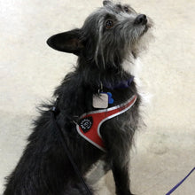 Load image into Gallery viewer, Tre Ponti Easy Fit Liberta Red Harness with No Escape Adjustable Closure