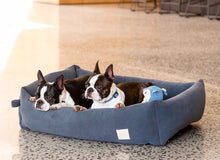 Load image into Gallery viewer, Fuzzyard Life Corduroy Bed - French Blue