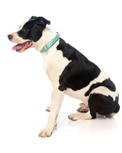 Load image into Gallery viewer, Fuzzyard Summer Punch Dog Collar