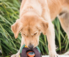 Load image into Gallery viewer, P.L.A.Y Camp Corbin Trailblazing Tent Plush Dog Toy