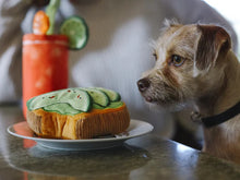 Load image into Gallery viewer, P.L.A.Y Barking Brunch Avo-Doggo Toast Plush Dog Toy