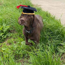 Load image into Gallery viewer, P.L.A.Y Back to School K9 Scholar Hat & Diploma Plush Dog Toy
