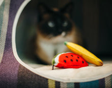 Load image into Gallery viewer, P.L.A.Y Feline Frenzy Tropical Fruits Cat Toy Set of 2