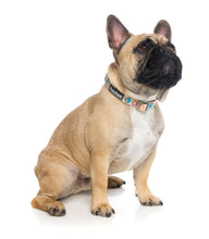 Load image into Gallery viewer, Fuzzyard Go Nuts Dog Collar