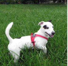 Load image into Gallery viewer, Tre Ponti Easy Fit Liberta Red Harness with No Escape Adjustable Closure