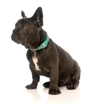 Load image into Gallery viewer, Fuzzyard Summer Punch Dog Collar