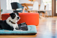 Load image into Gallery viewer, P.L.A.Y Doggy Director Board Dog Toy