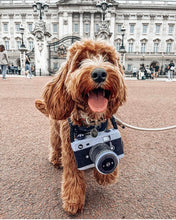 Load image into Gallery viewer, P.L.A.Y Camera Plush Dog Toy