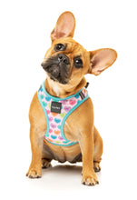 Load image into Gallery viewer, “Fuzzyard Candy Hearts Step In Harness”
