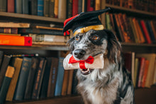 Load image into Gallery viewer, P.L.A.Y Back to School K9 Scholar Hat & Diploma Plush Dog Toy