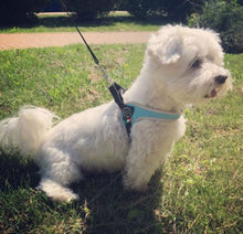 Load image into Gallery viewer, Tre Ponti Easy Fit Light Blue Harness with Adjustable Girth