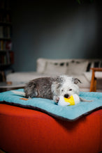 Load image into Gallery viewer, P.L.A.Y Hollywoof Hoppy Hound Brew Plush Dog Toy