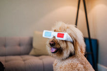 Load image into Gallery viewer, P.L.A.Y Hollywoof D3 Dog Glasses Plush Dog Toy