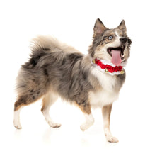 Load image into Gallery viewer, Fuzzyard Jingle Bells Collar