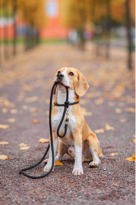 Why Autumn Is the Best Season for Dog Walks 🍁