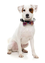 Load image into Gallery viewer, Dog wearing FuzzYard Oh My Gourd bowtie 
