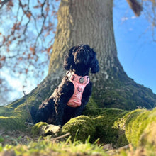 Load image into Gallery viewer, Peachy Hearts ‘Rugged Rover’ No-Pull Dog Harness – PupClub Couture
