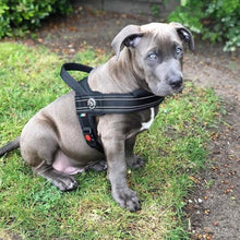 Load image into Gallery viewer, Tre Ponti Primo Plus harness sizing chart showing how to measure chest girth and size options from M to XXL.
