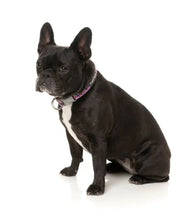 Load image into Gallery viewer, FuzzYard Fiesta Adjustable Dog Collar

