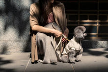 Load image into Gallery viewer, Side view of a dog walking in the Fuzzyard Life Atelier Sandstone collar and matching rope lead.
