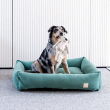 Load image into Gallery viewer, Dog sitting on a teal pet bed holding a plush toy in a minimalistic room.
