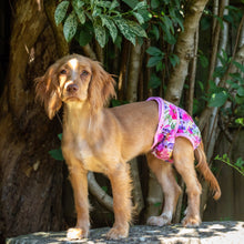 Load image into Gallery viewer, Florentina - Reusable Dog Season &amp; Hygiene Pants
