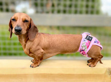 Load image into Gallery viewer, Florentina - Reusable Dog Season &amp; Hygiene Pants
