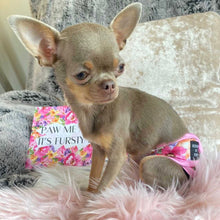 Load image into Gallery viewer, Florentina - Reusable Dog Season &amp; Hygiene Pants
