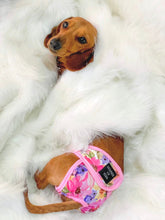 Load image into Gallery viewer, Florentina - Reusable Dog Season &amp; Hygiene Pants
