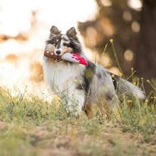 Load image into Gallery viewer, P.L.A.Y Howling Haunts - Doggy Dagger

